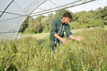 Fototapeta premium Farmer in greenhouse