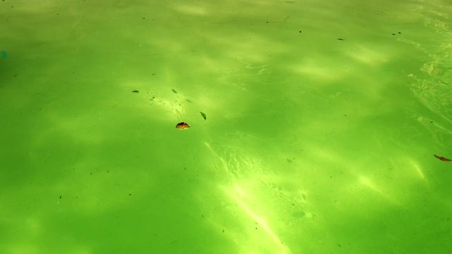 Seal swimming in front of the camera against sunny water surface. 4K