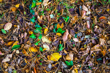Autumn Leaf Background Poster of the woodland floor at Westfield, East Sussex, England
