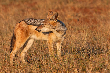 Black-backed Jackal 001