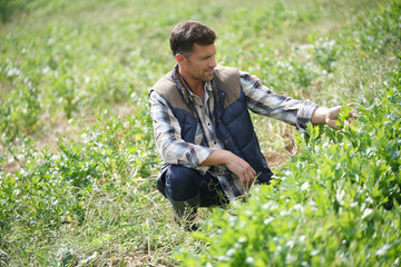Farmer working in agricultural organic field