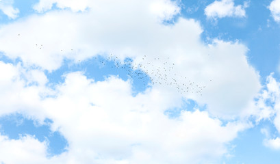 Beautiful blue sky with clouds background. Large flock of birds.
