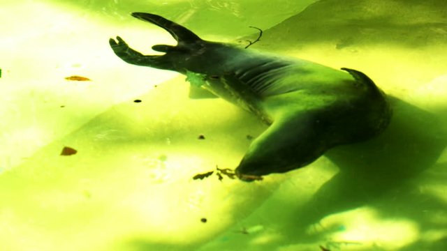 Seal swimming in front of the camera against sunny water surface. 4K