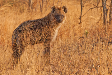 Spotted hyena in grass