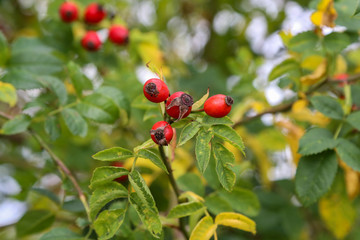 Image of rose hips on a green background