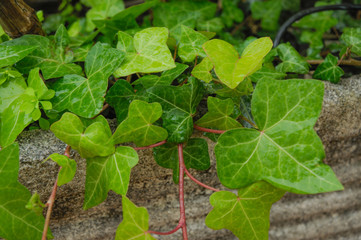 fruit and vegetables