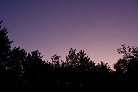 Sunrise Peeking Through the Trees, Lighting up the sky Purple and Pink