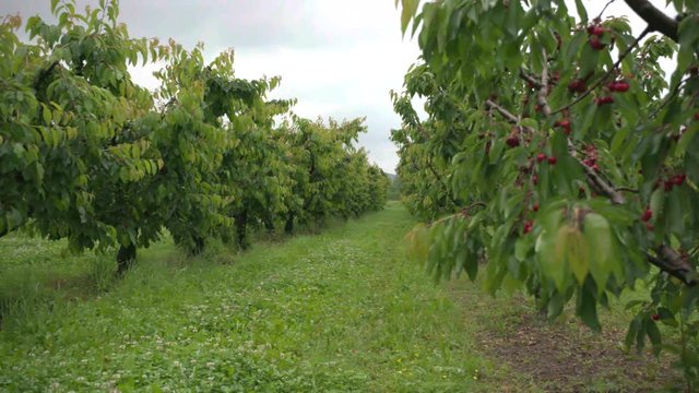 A cultivation of cherries in the Italian countryside