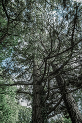 Giant Tree Poster background for home, office or exhibition