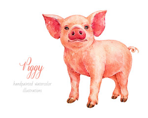 Piggy. Watercolor illustration