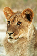 Fototapeta premium Young male lion