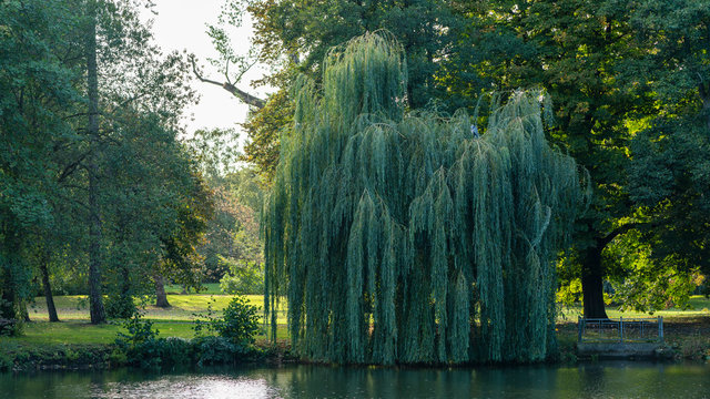 weeping willow next to a lake in a park