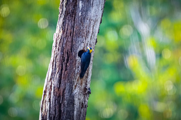 Fototapeta premium Yellow- tufted Woodpecker sitting at a tree with a whole with defocused natural background, Amazon rainforest, Mato Grosso, Brazil