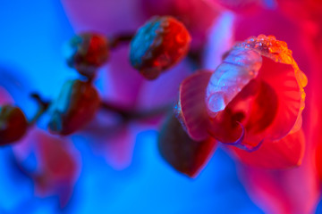 delicate pink Orchid with dew drops close-up on light blue background