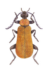 beetle. wild nature. watercolor drawing. Isolated on a white background.