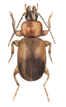 beetle. wild nature. watercolor drawing. Isolated on a white background.