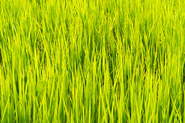 Green rice grass field background