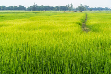 Fototapeta premium Green grass rice fields background