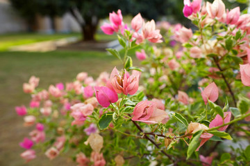 pink flowers in garden