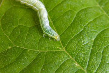 Raupe - Blatt