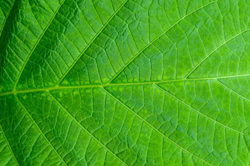 Fototapeta na wymiar Green leaf as background. Selective focus.