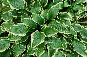 Fresh green plant as background. Selective focus with shallow depth of field.