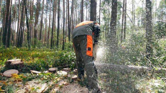 Deforestation, forest cutting concept. Felled tree is getting cut into pieces by an axeman
