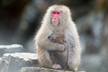 Snow Monkeys in Onsen, Japan