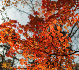 Autumn in forest - maple leaves in sunlight.