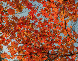 Autumn in forest - maple leaves in sunlight.