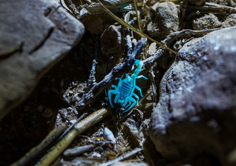 Desert  scorpion glows blue in the beam of an ultraviolet lamp at night in the desert in southern...