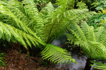 Looking onto the ferns on a wet day