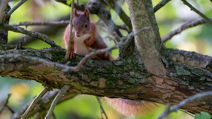 brown european squirrel  sitting in the tree an looking into the face of the photographer