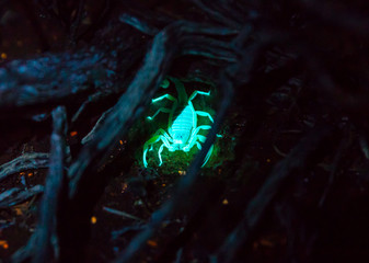Desert  scorpion glows blue in the beam of an ultraviolet lamp at night in the desert in southern...