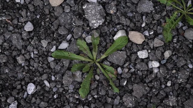 plant in between rocks