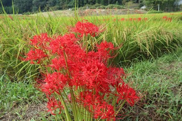 奈良　彼岸花ロード