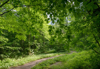 In summer forest. Natural background.