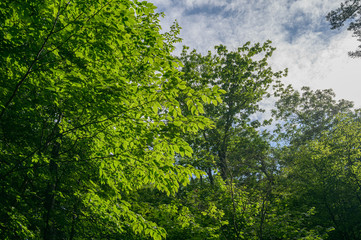 In summer forest. Natural background.