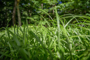 In summer forest. Natural background.
