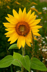 Fototapeta premium bright sunflowers on a large field on a sunny day