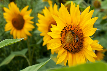 Obraz premium bright sunflowers on a large field on a sunny day