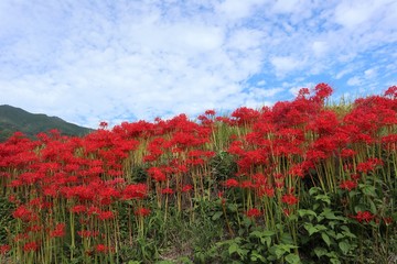 奈良　彼岸花ロード
