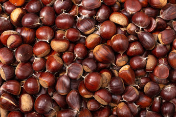 Sweet Chestnut background. Top view.