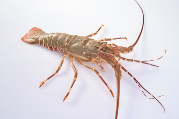 Lobster