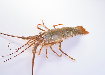 Lobster