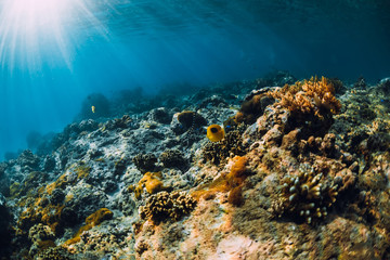 Naklejka na ściany i meble Underwater scene with corals, fish and sea snake. Tropical sea