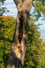Fototapeta premium hollow tree on a sunny day