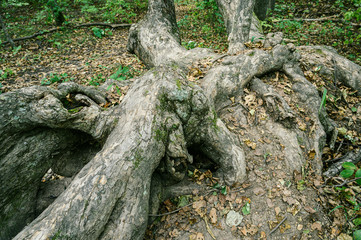 Driftwood in summer forest. Selective focus.