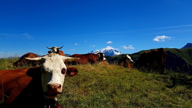 Vaches savoyardes en alpage !