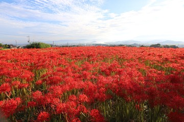 奈良　彼岸花ロード